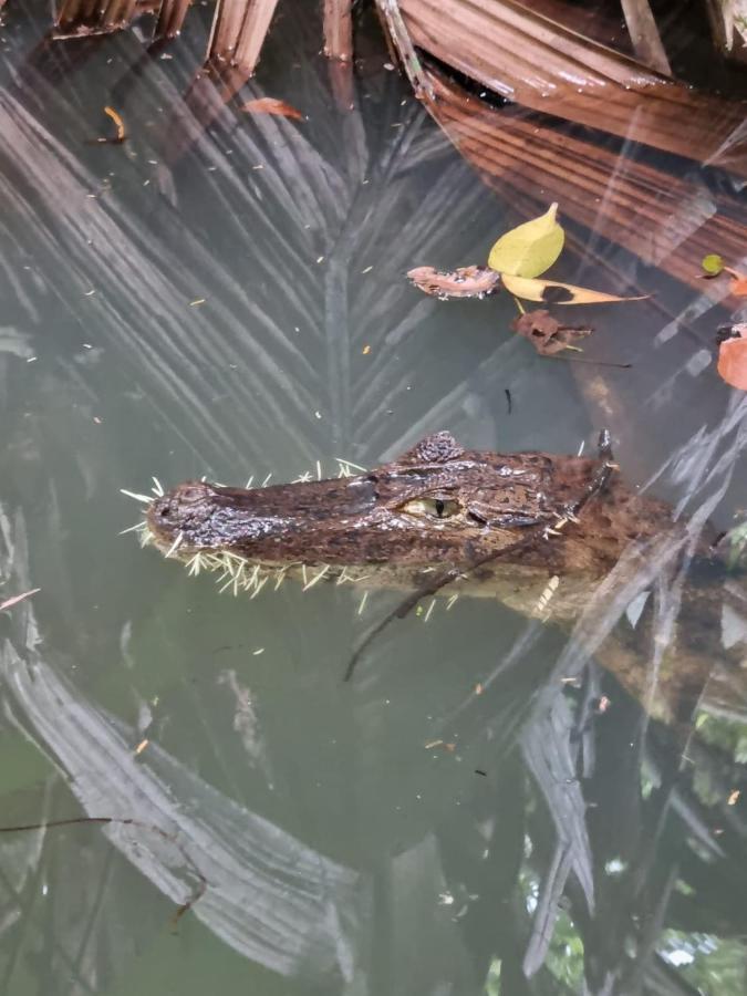 Tortuguero Villas Zewnętrze zdjęcie