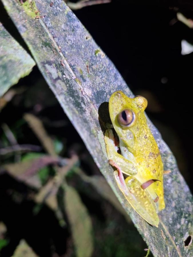 Tortuguero Villas Zewnętrze zdjęcie