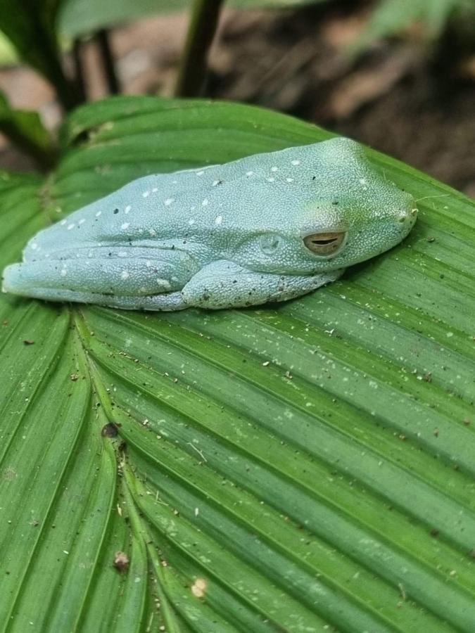 Tortuguero Villas Zewnętrze zdjęcie