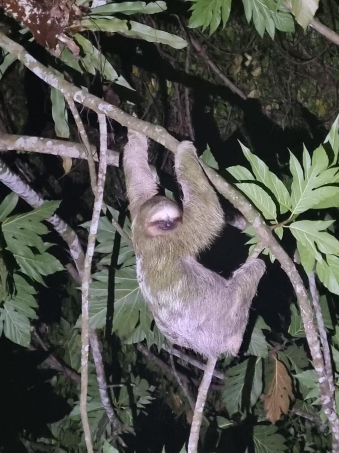 Tortuguero Villas Zewnętrze zdjęcie